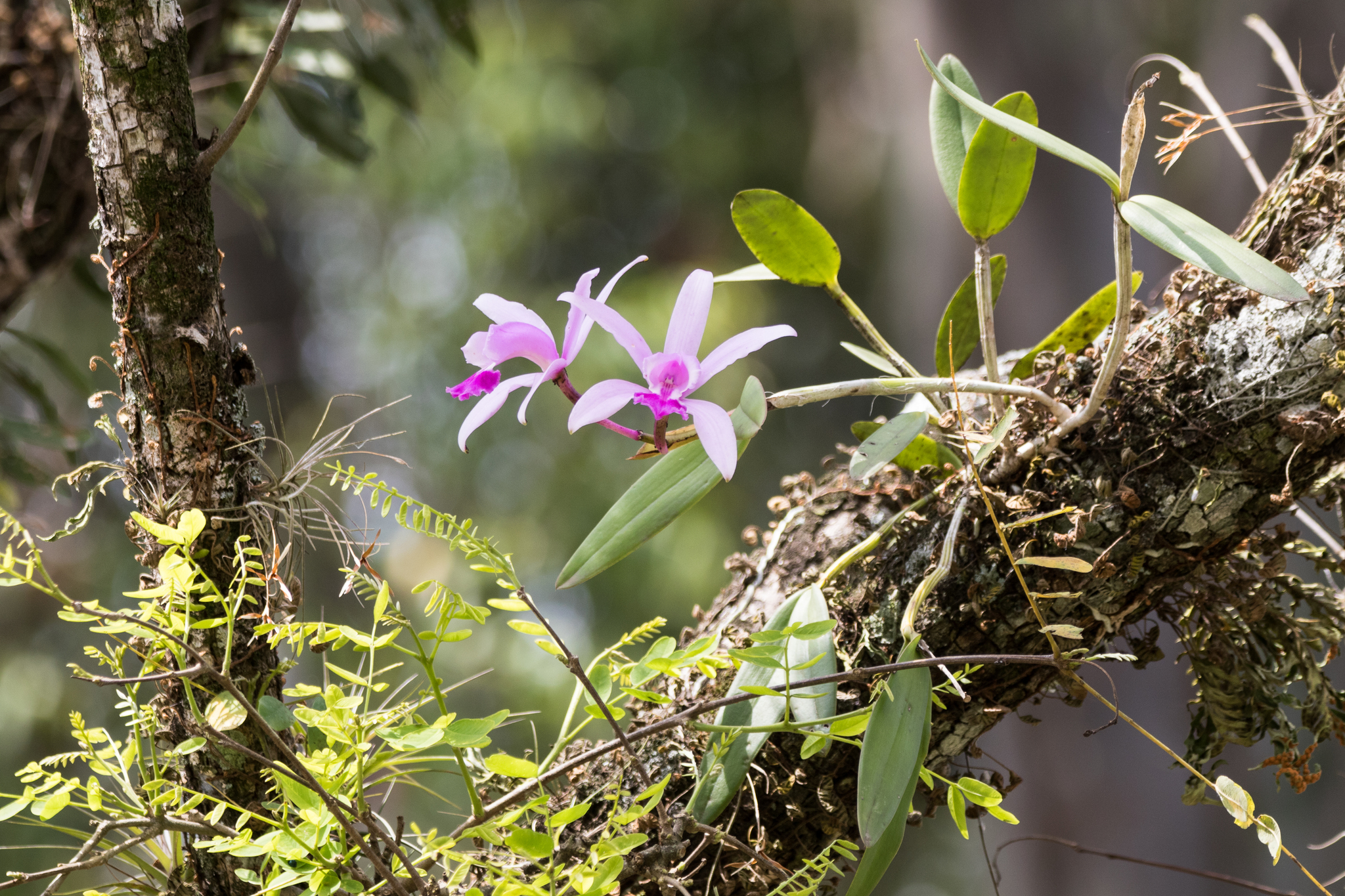 Intermediate Cattleya (Cattleya intermedia)