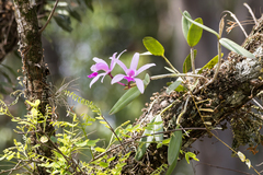 Intermediate Cattleya (Cattleya intermedia)