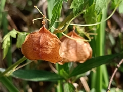 Cardiospermum halicacabum
