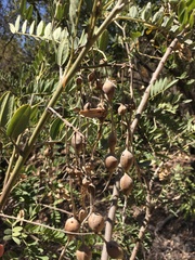 Sophora macrocarpa