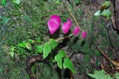 Adiantum macrophyllum