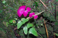 Adiantum macrophyllum