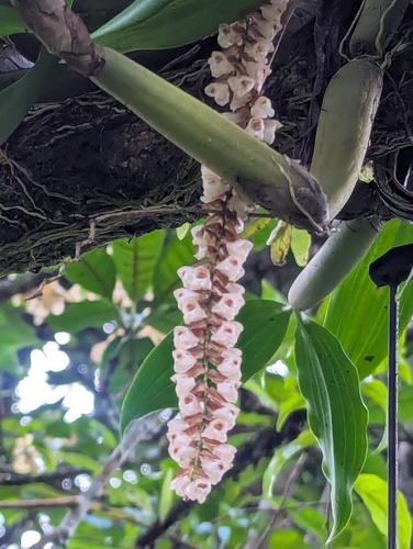 rattlesnake orchid (Pholidota imbricata)