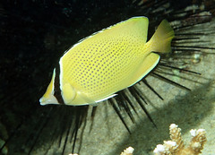 Chaetodon citrinellus