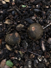 Aureoboletus citriniporus