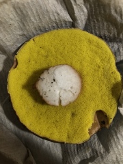 Aureoboletus citriniporus