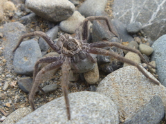 Dolomedes aquaticus