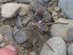 Dolomedes aquaticus