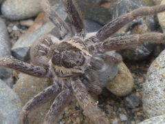 Dolomedes aquaticus