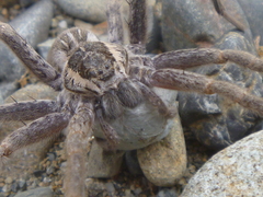 Dolomedes aquaticus