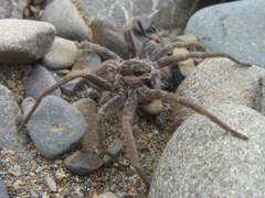 Dolomedes aquaticus
