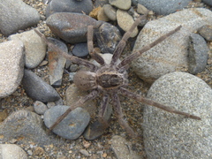 Dolomedes aquaticus