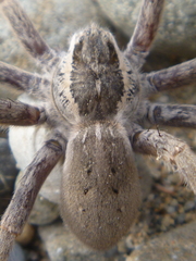 Dolomedes aquaticus