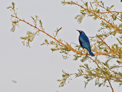 Lamprotornis chloropterus