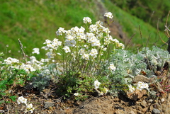 Draba ussuriensis