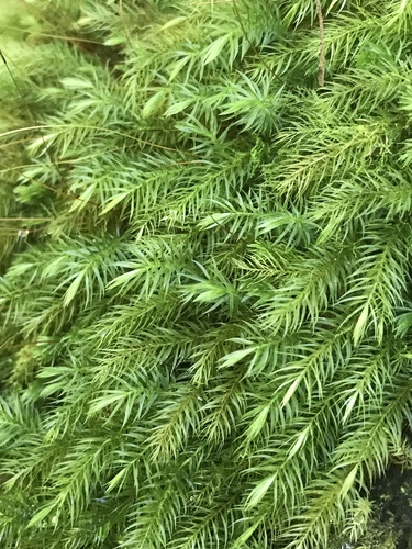 Pyrrhobryum spiniforme