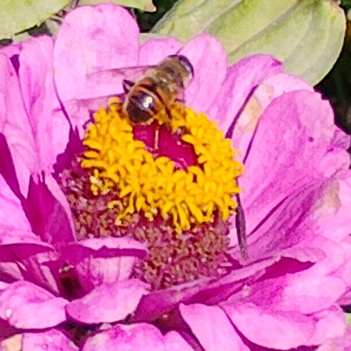 Unknown species found near Elmwood, Providence, RI, USA