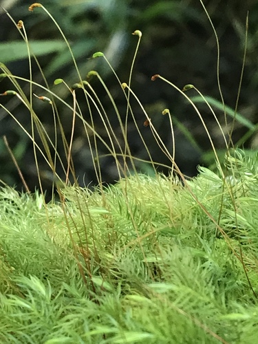 Pyrrhobryum spiniforme
