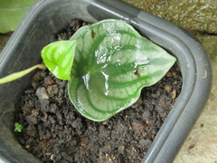 Peperomia argyreia