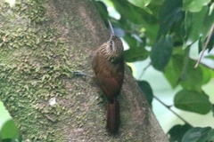 Lepidocolaptes souleyetii