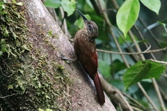 Lepidocolaptes souleyetii