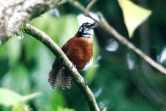 Cantorchilus nigricapillus