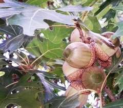 Quercus rubra