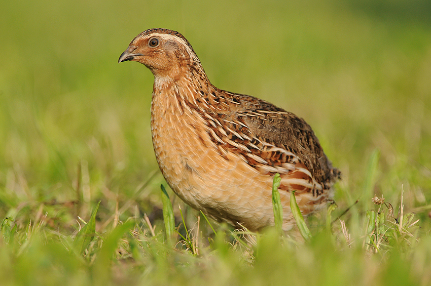 Common Quail (Birds of Kanger Valley National Park) · iNaturalist