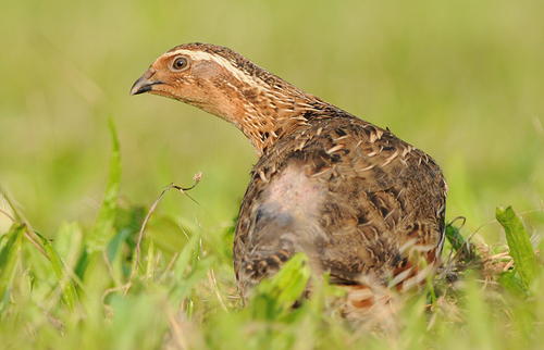 Common Quail