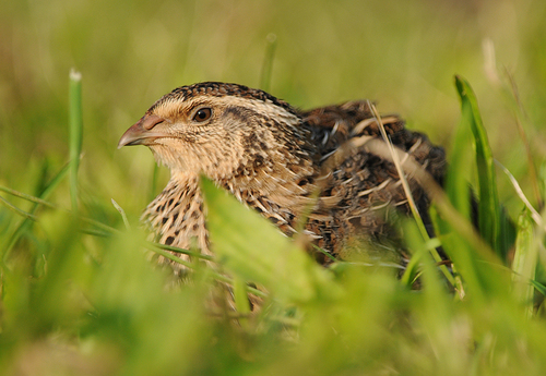 Common Quail