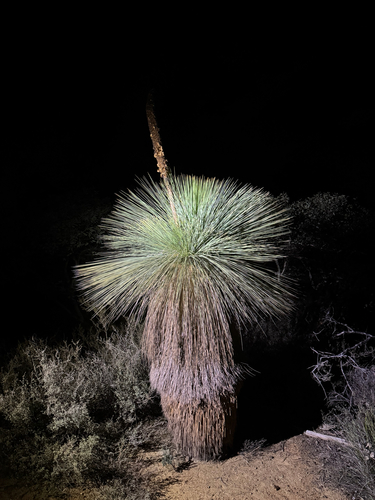 Drummond's balga (Xanthorrhoea drummondii)