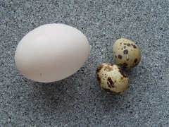 Common Quail photo 5