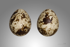 Common Quail photo 6