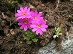 Primula cuneifolia