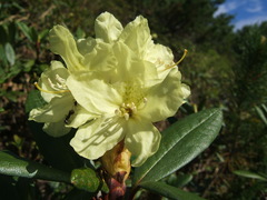 Rhododendron aureum