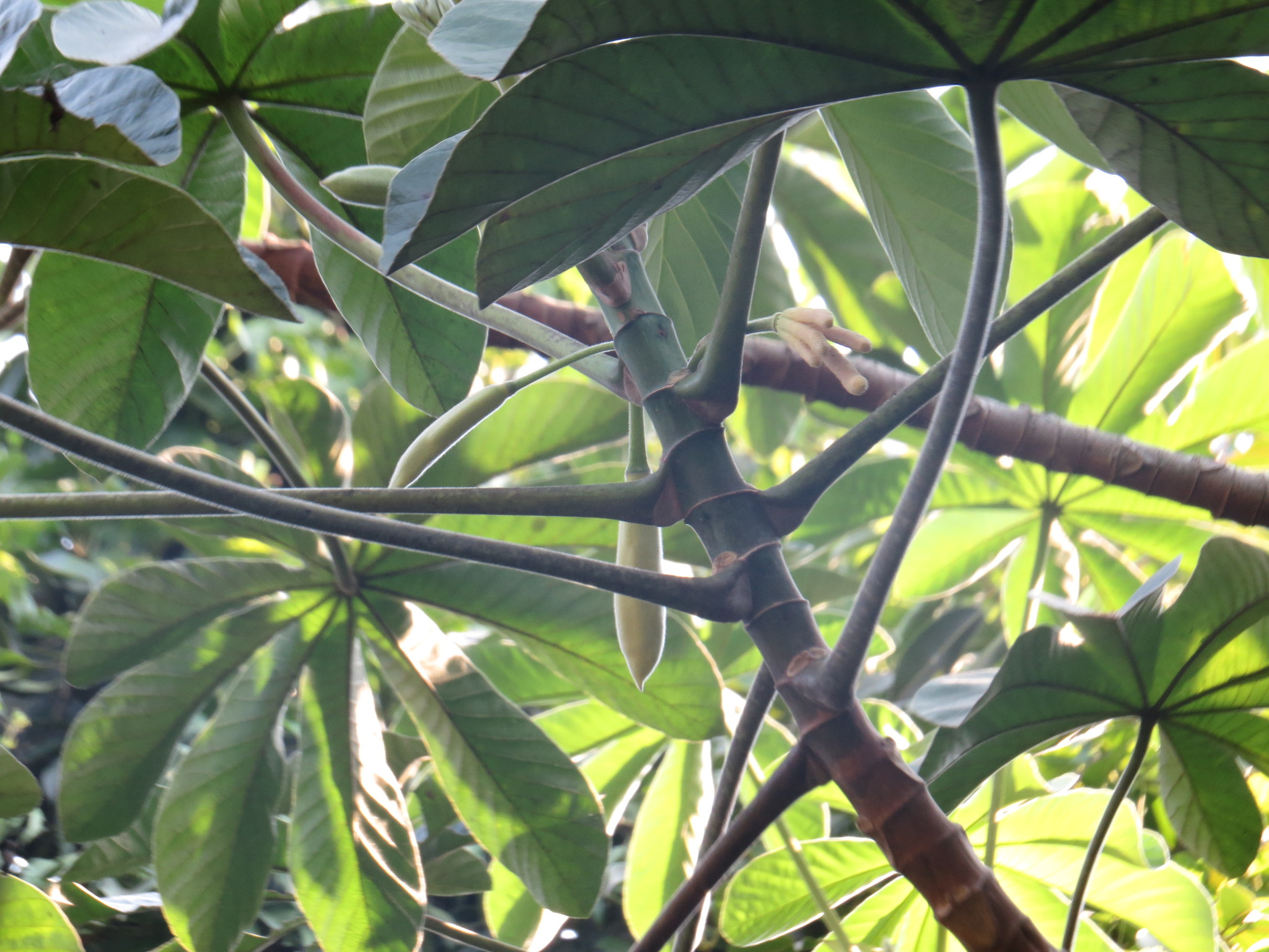 Cecropia pachystachya