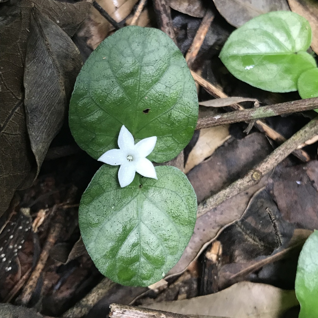 Geophila