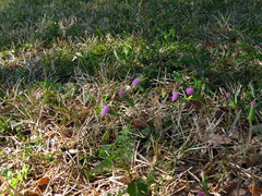 Emilia sonchifolia image