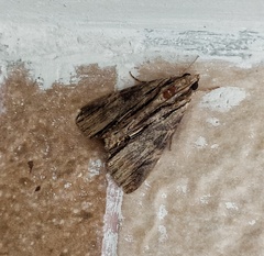 Ercheia