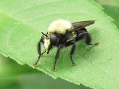 Laphria flavicollis