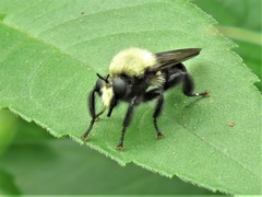 Laphria flavicollis