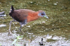 Laterallus albigularis
