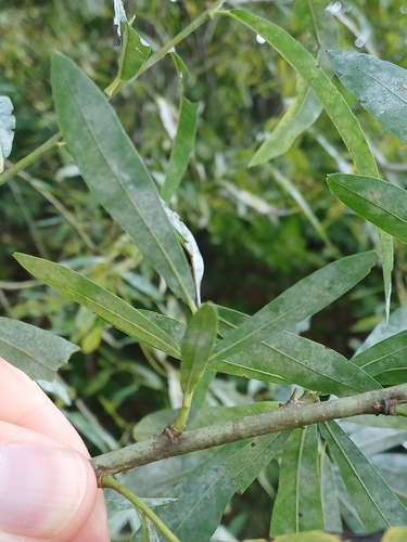Erysiphe salicis, 2025-10-11
