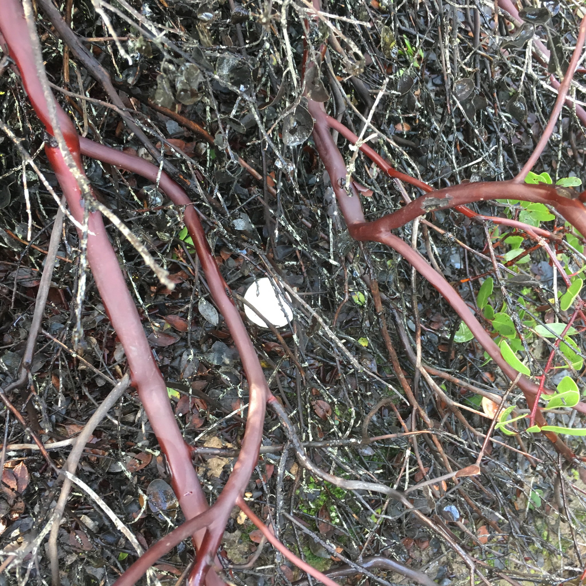 Hygrophorus eburneus image