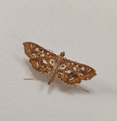 Nausinoe geometralis