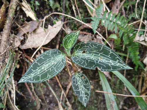 Goodyera hachijoensis iNat (1)