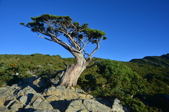 Juniperus squamata