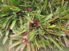 Neoregelia