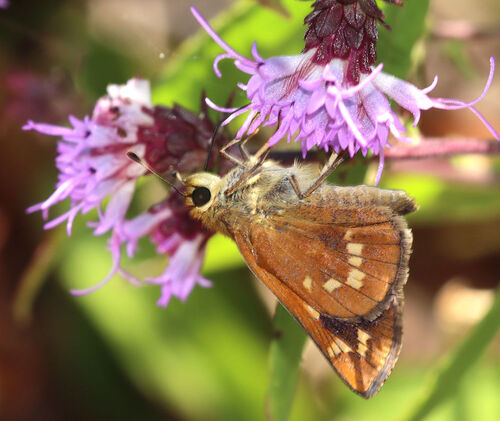 Leonard's Skipper photo 3