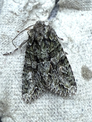 Brindled Green, Pijlkruidkreek, Leiderdorp, Zuid-Holland, NL, photo 10 of 10